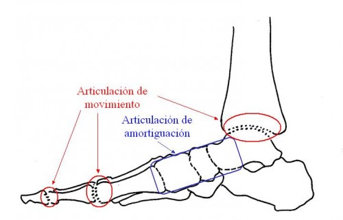 articulacion amortiguacion pie